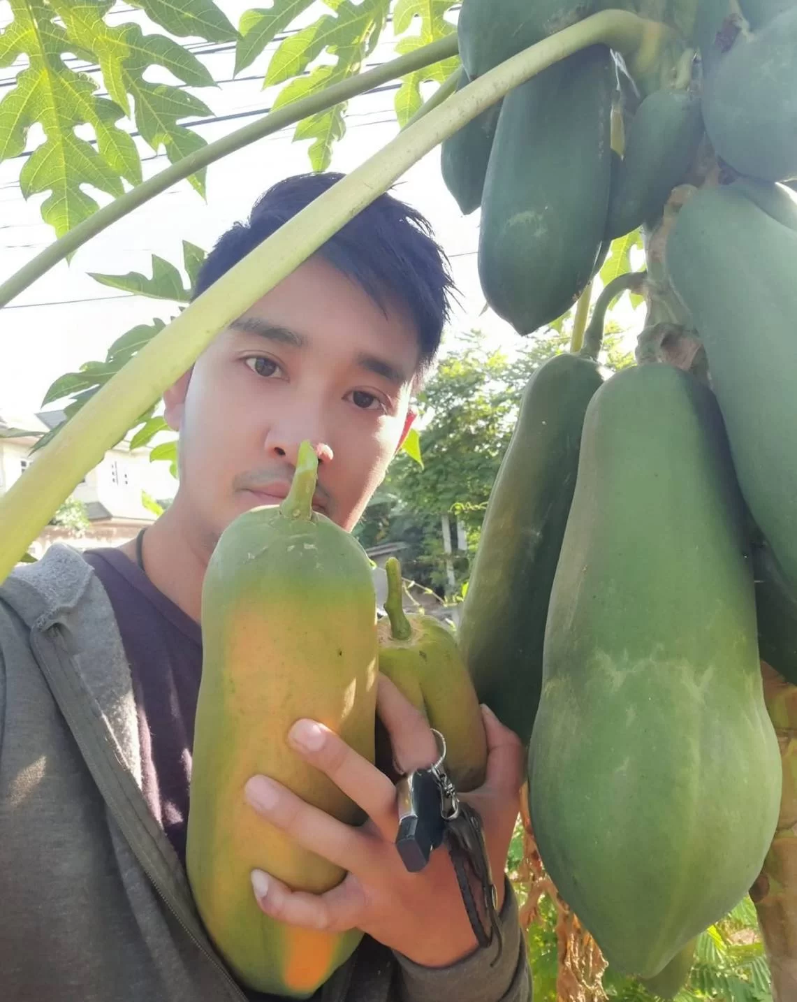 ต้นไม้สวนพอเพียงราคาถูก