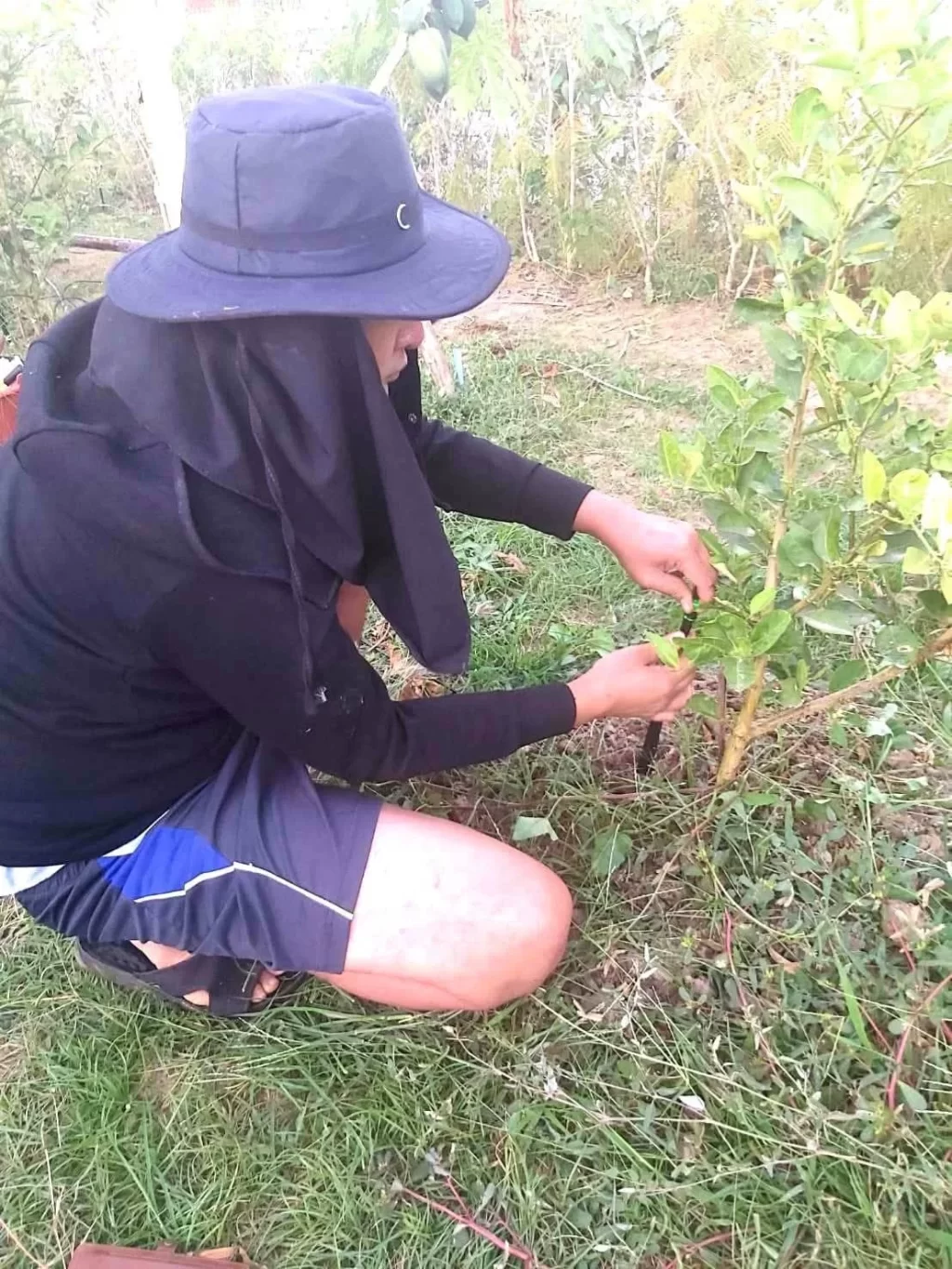 ต้นไม้สวนพอเพียงวิธีปลูก