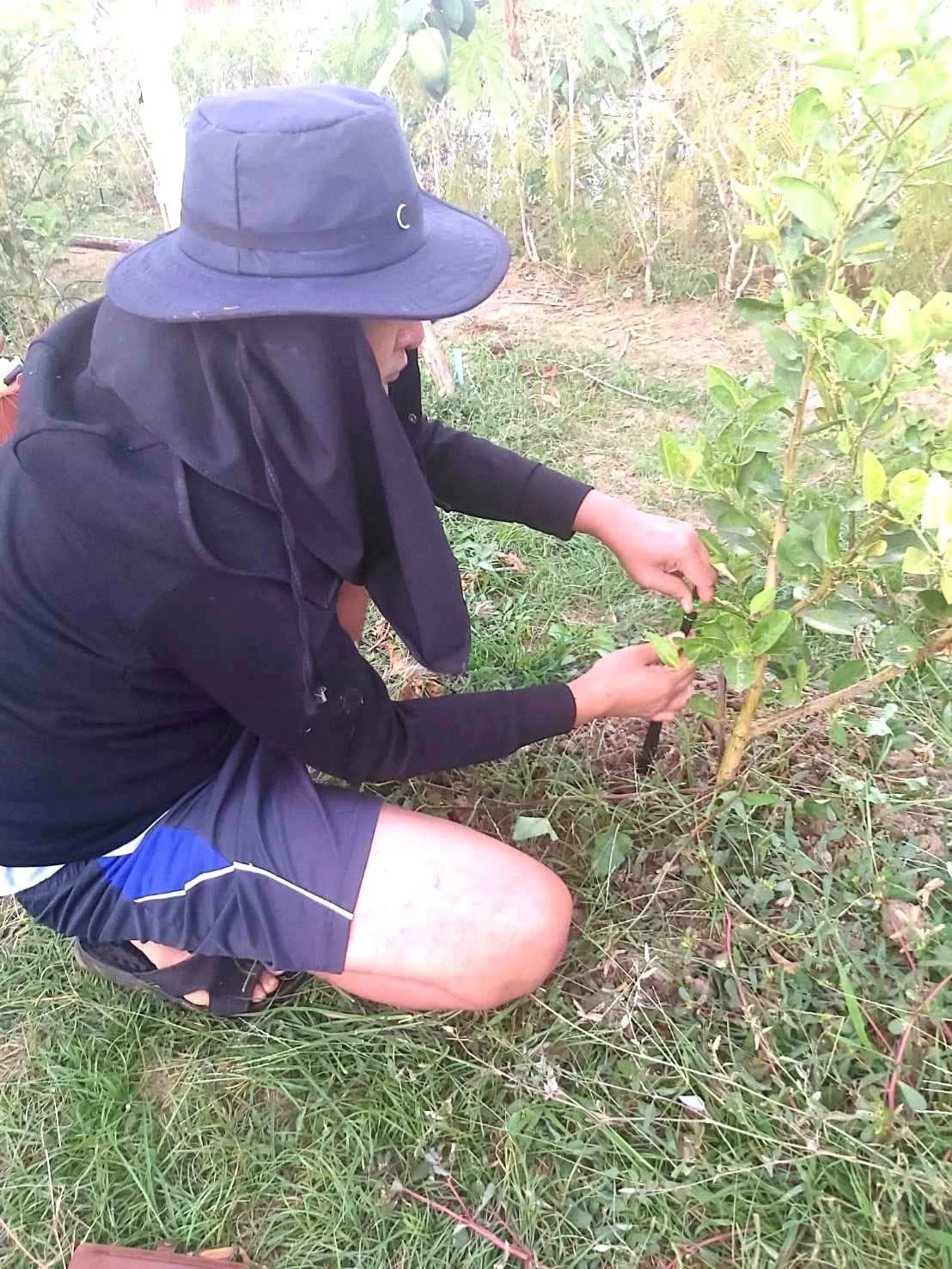 ต้นไม้สวนพอเพียงวิธีปลูก