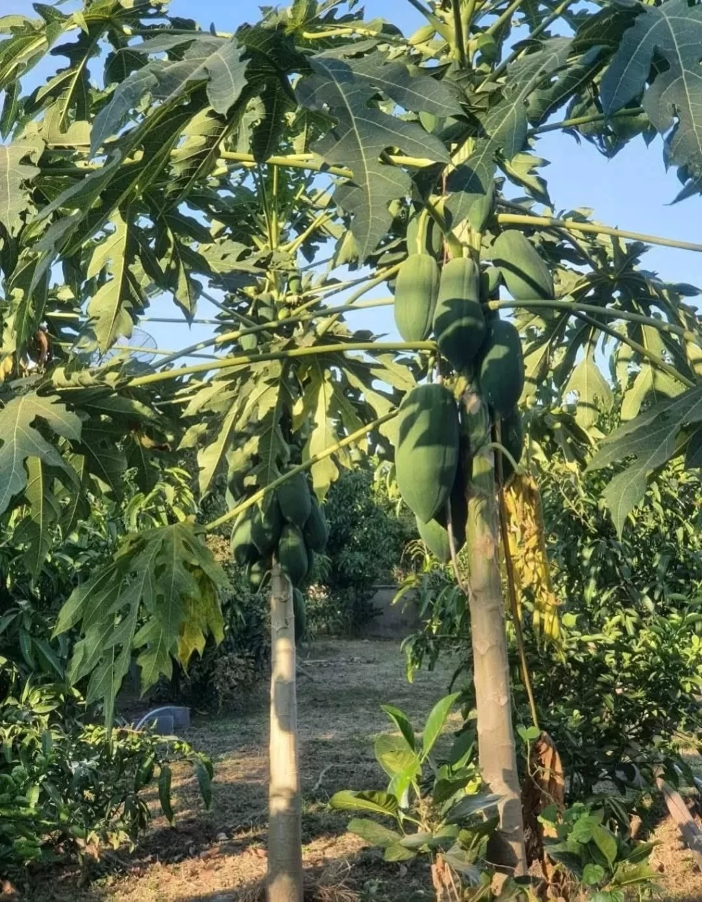 ต้นไม้สวนพอเพียงออนไลน์