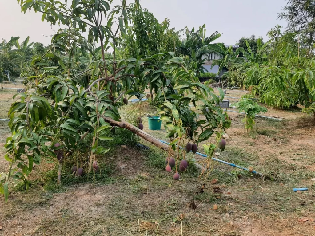 ต้นไม้สวนพอเพียงยั่งยืน